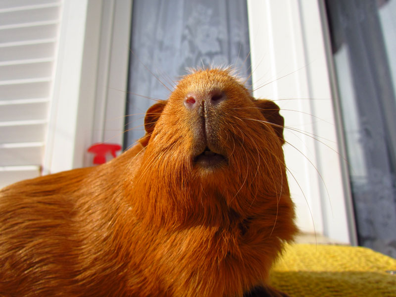 zamorac,zamorci,morski praščići,zamorčići