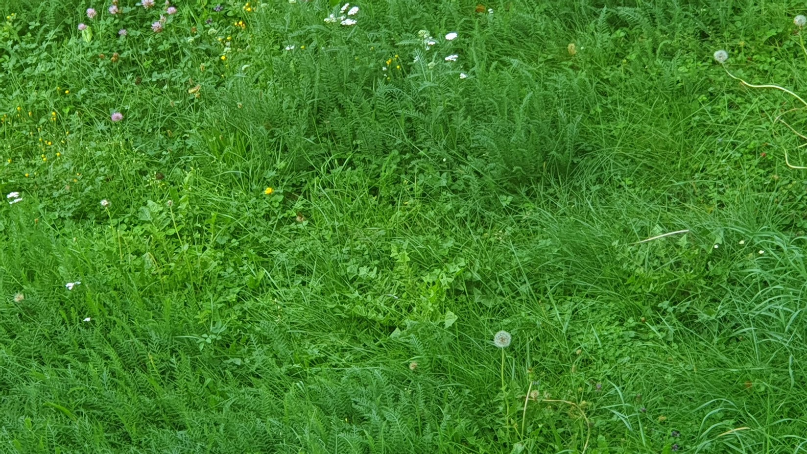 zamorac,zamorci,morski praščići,zamorčići